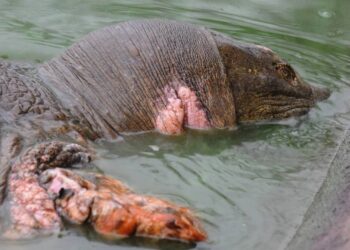 Rare reptile of mythical lore — the last female of her species — dies in Vietnam