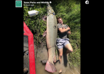 ‘Magnificent beast’ caught on Texas lake sets a new record, officials say