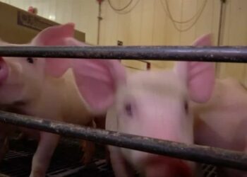 Supreme Court upholds California pig-pen law