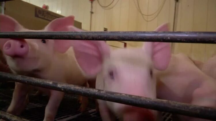 Supreme Court upholds California pig-pen law