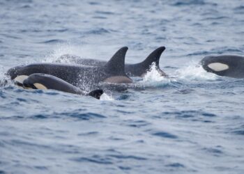 Orcas threw a yacht around ‘like a rag doll’ and ripped off both rudders, the latest example of a killer-whale attack