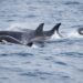 Orcas threw a yacht around ‘like a rag doll’ and ripped off both rudders, the latest example of a killer-whale attack