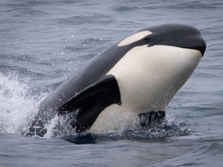 Some of the 30 killer whales captured doing flips and playing near boats in California were the same orcas that attacked a pair of gray whales and tried to eat them alive