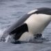 Some of the 30 killer whales captured doing flips and playing near boats in California were the same orcas that attacked a pair of gray whales and tried to eat them alive