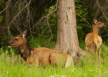 “Oh, they’re coming” – angry elk gang up on woman disturbing calves at National Park