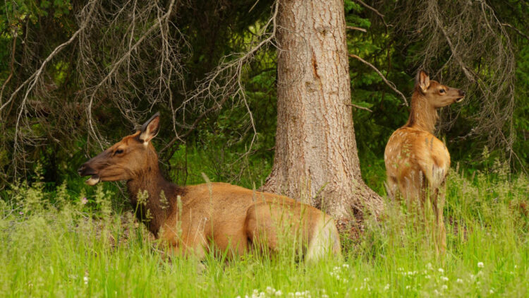 “Oh, they’re coming” – angry elk gang up on woman disturbing calves at National Park