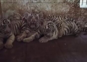 Indian zoo reveals three newborn white tiger cubs