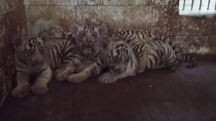 Indian zoo reveals three newborn white tiger cubs