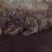 Indian zoo reveals three newborn white tiger cubs