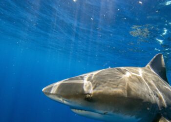 Tourists Watch Russian Man Get Devoured by Shark on Egypt Beach