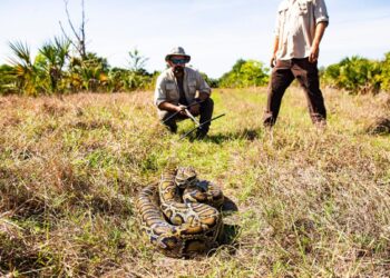 How you can humanely kill a Burmese python and other big snake tips and pointers