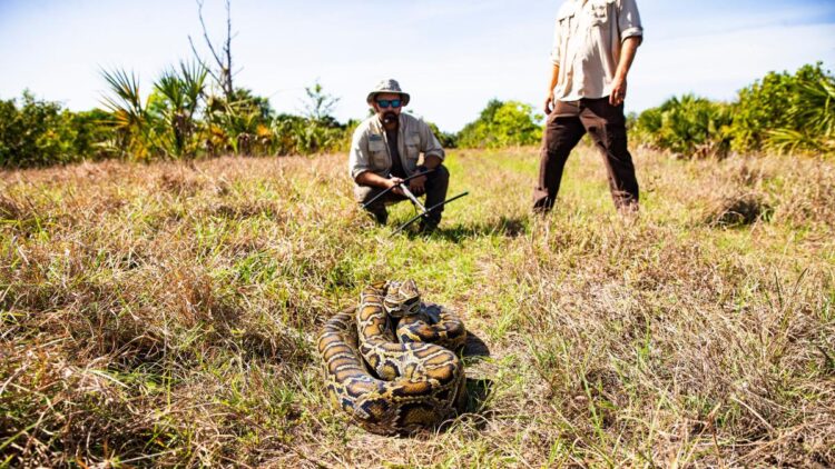 How you can humanely kill a Burmese python and other big snake tips and pointers