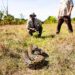 How you can humanely kill a Burmese python and other big snake tips and pointers