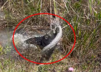 Watch an Alligator Thrash and Eat a Giant Invasive Python in the Everglades