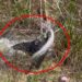 Watch an Alligator Thrash and Eat a Giant Invasive Python in the Everglades