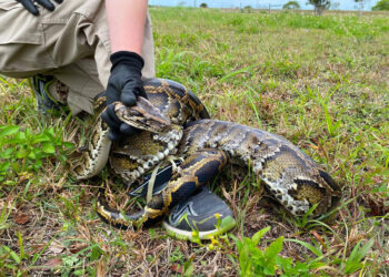 Pythons are killing off predators in Everglades, leaving rats to thrive