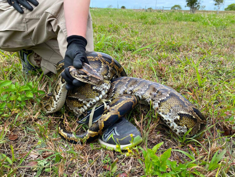 Pythons are killing off predators in Everglades, leaving rats to thrive