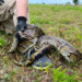 Pythons are killing off predators in Everglades, leaving rats to thrive