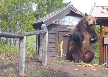 Massive grizzly bear dwarfs storage shed; questions are raised