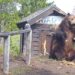 Massive grizzly bear dwarfs storage shed; questions are raised
