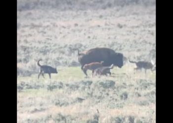 Watch as mom bison protects newborn from ‘snapping jaws’ at Yellowstone National Park