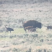 Watch as mom bison protects newborn from ‘snapping jaws’ at Yellowstone National Park