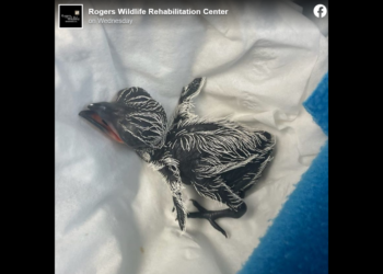 Man accidentally hits bird nest, then drives hundreds of miles with last egg in hand