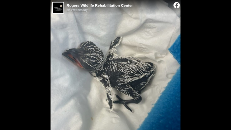 Man accidentally hits bird nest, then drives hundreds of miles with last egg in hand