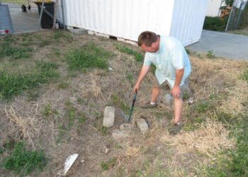 Ant-eating creature lurking below airport turns out to be ‘ultra-slender’ new species