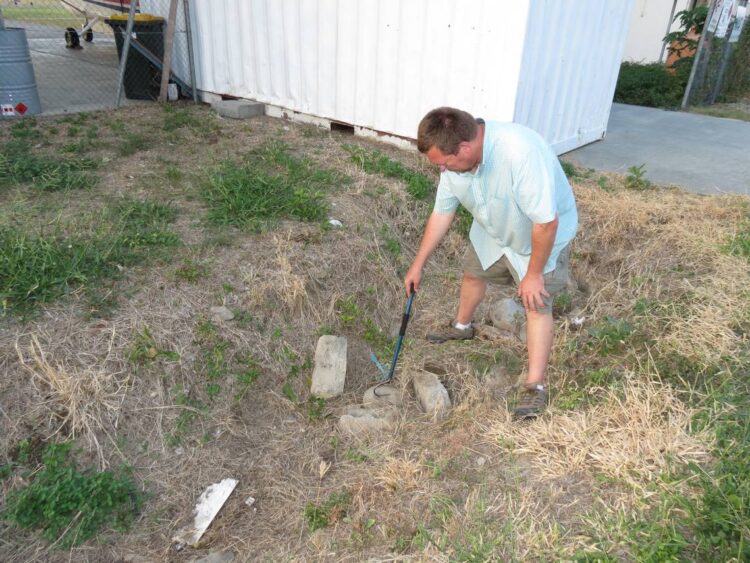 Ant-eating creature lurking below airport turns out to be ‘ultra-slender’ new species