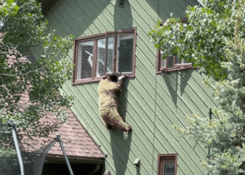 Bear Breaks Into Colorado Home, Eats Pork Chops, and Leaves