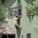 Bear Breaks Into Colorado Home, Eats Pork Chops, and Leaves