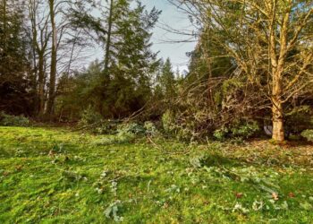 Homeowner furious after careless neighbor destroys their yard: ‘Get an attorney’