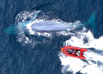 Orcas observed devouring the tongue of a blue whale just before it dies in first documented hunt of the largest animal on the planet