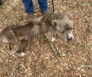 A dog was abandoned on a rural Ga. road; the culprits didn’t realize a camera was watching