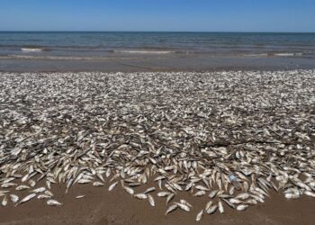 Dead fish are washing up along beaches on the Texas Gulf Coast, officials say. Here’s why