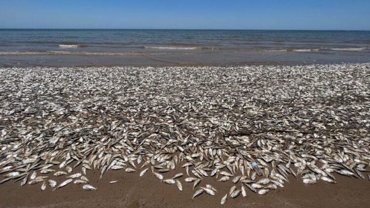 Dead fish are washing up along beaches on the Texas Gulf Coast, officials say. Here’s why