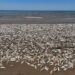Dead fish are washing up along beaches on the Texas Gulf Coast, officials say. Here’s why