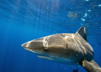 Watch the shocking moment a man in the Florida Everglades gets yanked off a boat by a shark, in case you needed more reasons to be terrified of going out on the water this summer