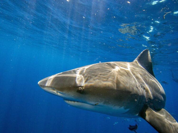 Watch the shocking moment a man in the Florida Everglades gets yanked off a boat by a shark, in case you needed more reasons to be terrified of going out on the water this summer