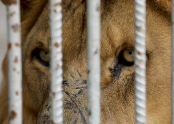 Gaza Zoo fights to survive