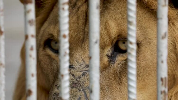 Gaza Zoo fights to survive