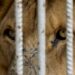 Gaza Zoo fights to survive