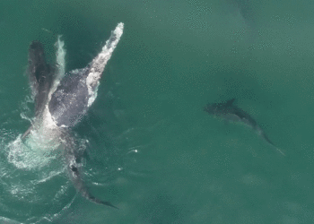 Drone Shows Tiger Sharks Feeding on Humpback Off Queensland