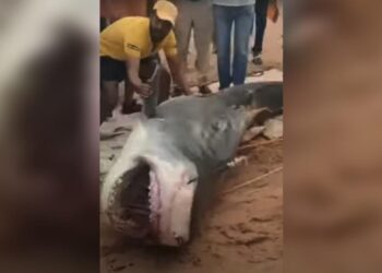 Tiger shark kills Russian swimmer in ‘meat grinder’ attack