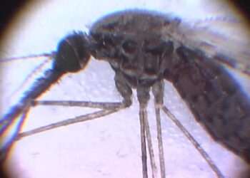 US reports first malaria cases in 20 years