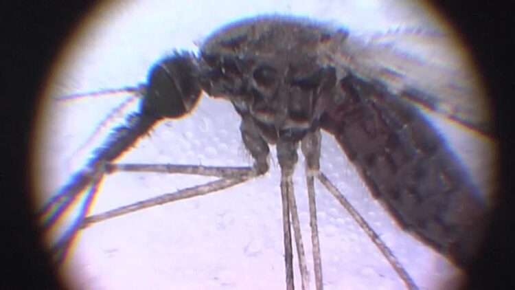 US reports first malaria cases in 20 years