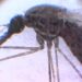 US reports first malaria cases in 20 years