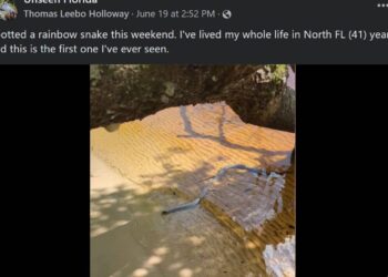 Colorful creature makes rare appearance in a Florida creek. ‘An absolute unicorn’