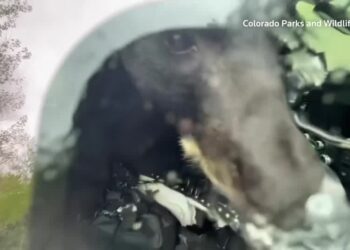 Wild bear rescued after breaking into truck for food